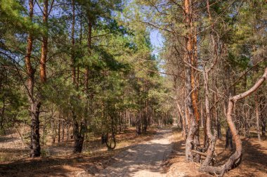 Yaz orman görünümünde çam 