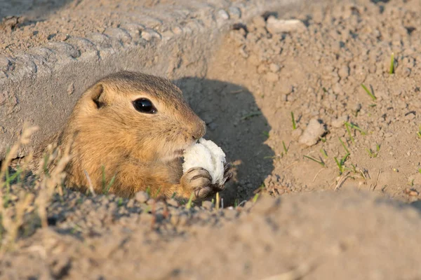 Curioso gopher mira hacia fuera — Foto de Stock