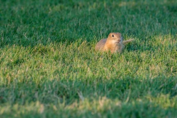 Curioso gopher mira hacia fuera — Foto de Stock