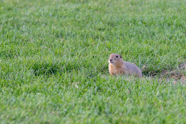 Curioso gopher mira hacia fuera —  Fotos de Stock