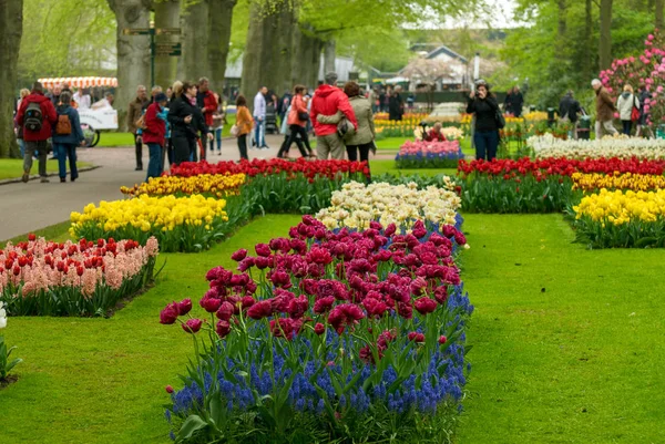 Bloemen in de tuin — Stockfoto