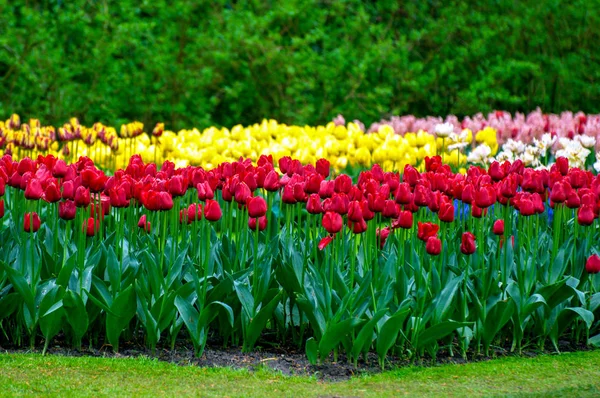 Flowers in the garden — Stock Photo, Image