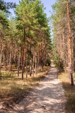 Yaz orman görünümünde çam 