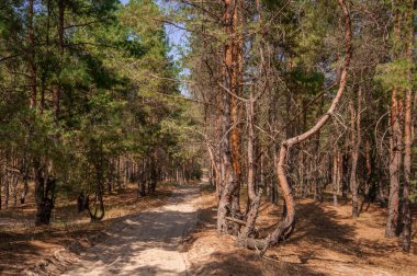 Yaz orman görünümünde çam 