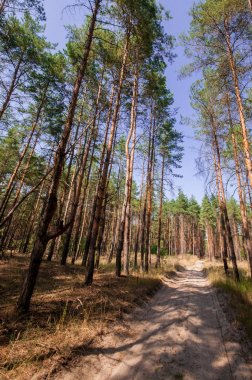 Yaz orman görünümünde çam 