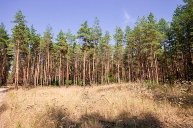 Yaz orman görünümünde çam 