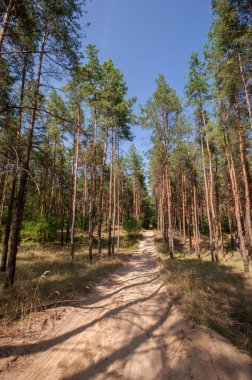 Yaz orman görünümünde çam 