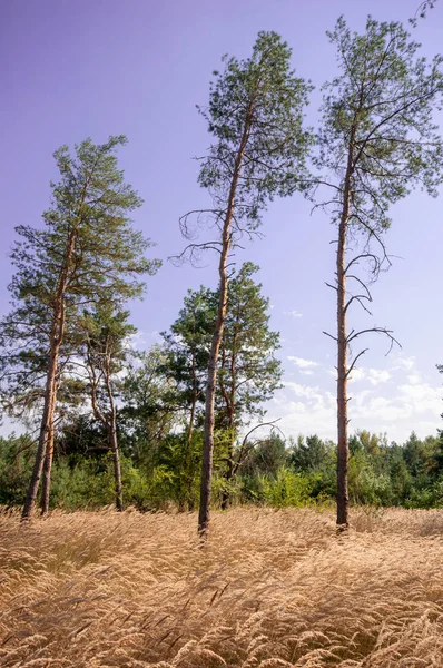 松树的看法在夏天森林 — 图库照片