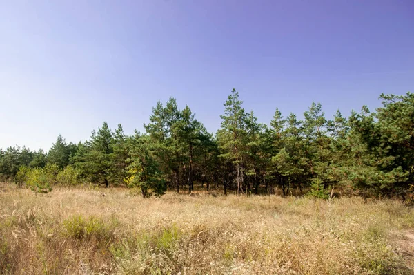 stock image Pine view in summer forest 