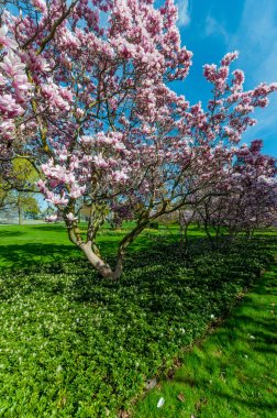 Manolya ağaçları içinde-ebilmek, Niagara Şelalesi