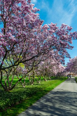 Manolya ağaçları içinde-ebilmek, Niagara Şelalesi