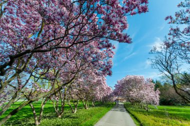 Manolya ağaçları içinde-ebilmek, Niagara Şelalesi