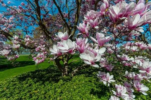 Magnolia drzewa w maju, Niagara Falls — Zdjęcie stockowe
