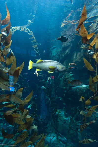 Exotic fish in the aquarium — Stock Photo, Image