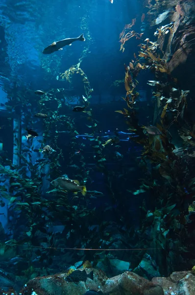 Peces exóticos en el acuario — Foto de Stock