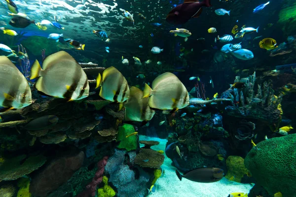 Exotische Fische im Aquarium — Stockfoto