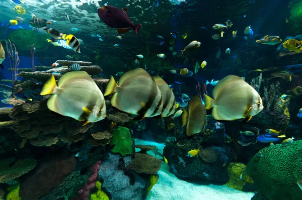 Exotic fish in the aquarium — Stock Photo, Image