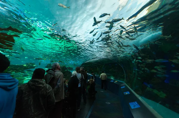 Akvaryumdaki egzotik balıklar