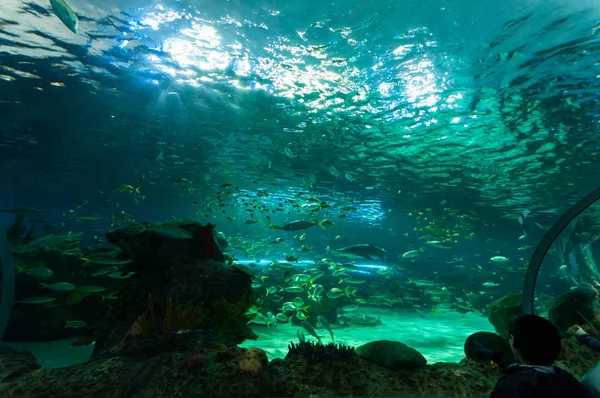 Exotic fish in the aquarium — Stock Photo, Image