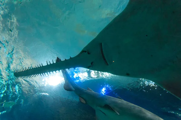 Akvaryumdaki egzotik balıklar