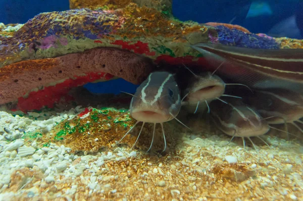 Exotische Fische im Aquarium — Stockfoto