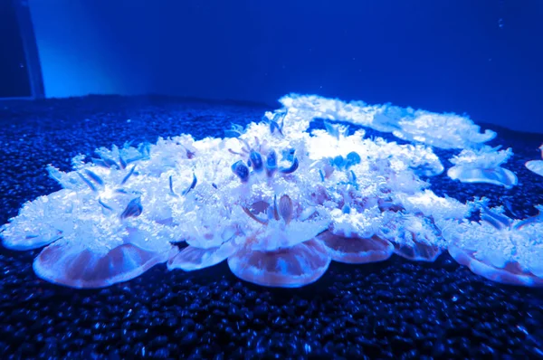 Quallen schwimmen in einem Aquarium in Toronto, Kanada — Stockfoto