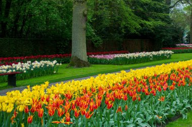 Bahçedeki çiçekler