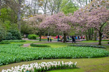 Bahçedeki çiçekler