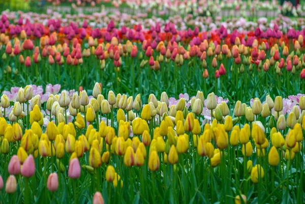 Flores en el jardín —  Fotos de Stock