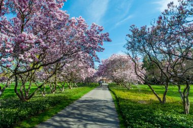 Manolya ağaçları içinde-ebilmek, Niagara Şelalesi