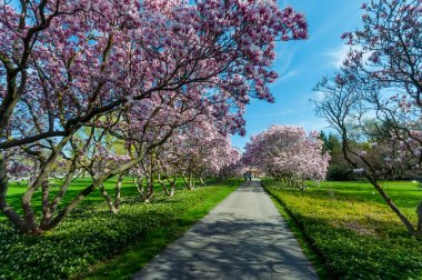 Manolya ağaçları içinde-ebilmek, Niagara Şelalesi