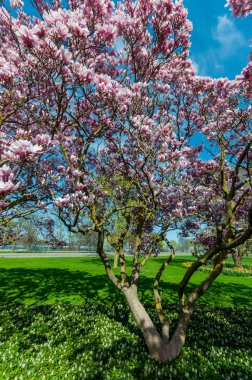 Manolya ağaçları içinde-ebilmek, Niagara Şelalesi