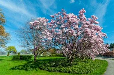 Manolya ağaçları içinde-ebilmek, Niagara Şelalesi