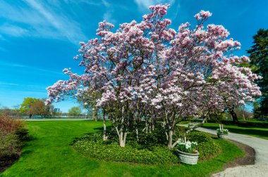 Manolya ağaçları içinde-ebilmek, Niagara Şelalesi