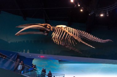 Akvaryumdaki egzotik balıklar