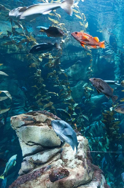 Exotische Fische im Aquarium — Stockfoto