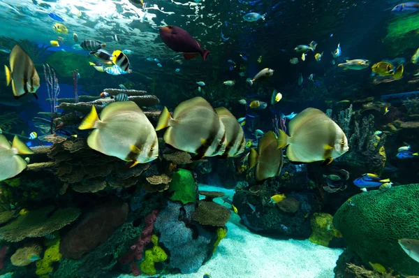 Akvaryumdaki egzotik balıklar