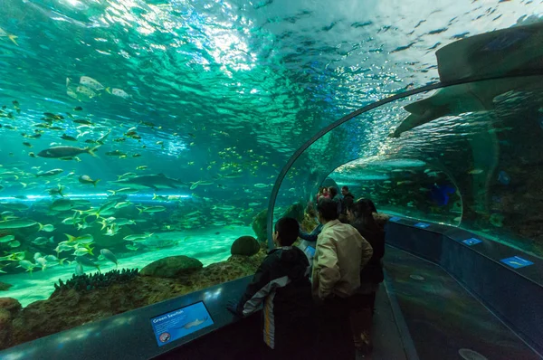 Exotic fish in the aquarium — Stock Photo, Image