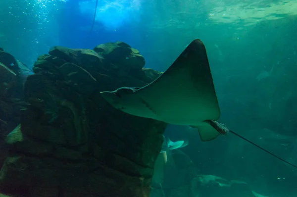 Exotische Fische im Aquarium — Stockfoto