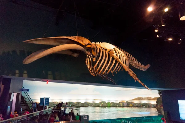 Akvaryumdaki egzotik balıklar