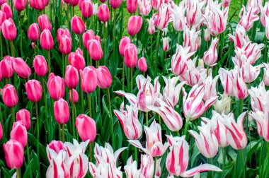 Bahçedeki çiçekler