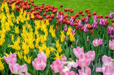 Bahçedeki çiçekler