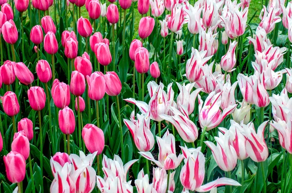 Bahçedeki çiçekler