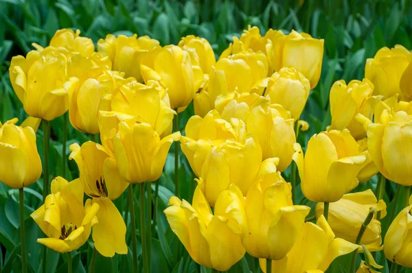 Bahçedeki çiçekler