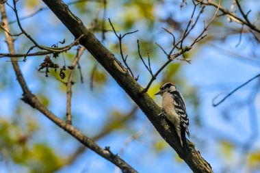 Bir ağaçkakan bir dalda oturuyor