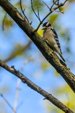 Bir ağaçkakan bir dalda oturuyor