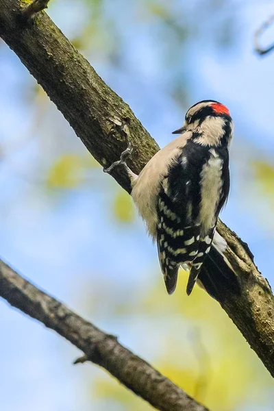 A woodpecker is sitting on a branch — Stock Photo, Image