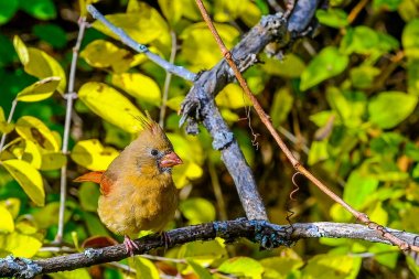 Kuzey Kardinal kırmızı kuş