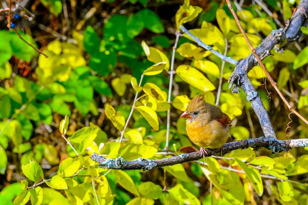 Oiseau rouge cardinal nordique — Photo