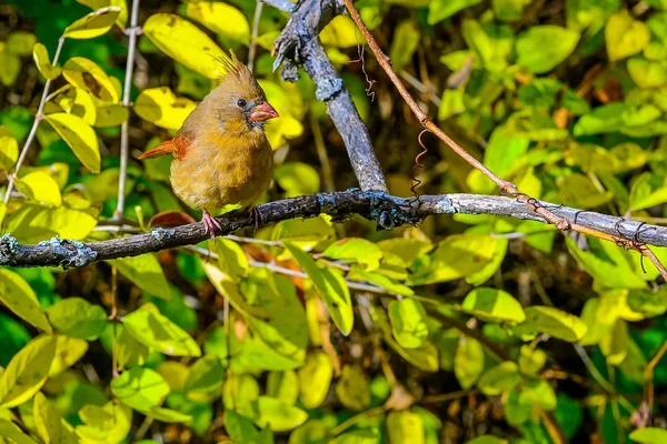 Кардинальская красная птица — стоковое фото